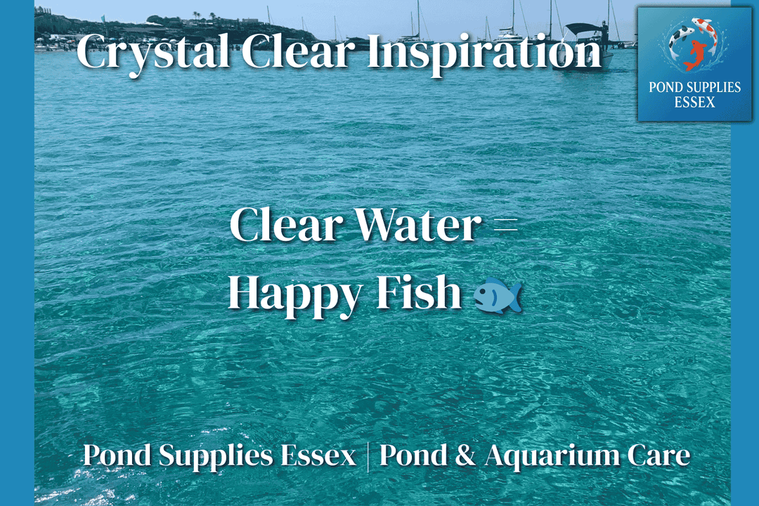 🌊 How to Keep Your Pond or Aquarium Water Crystal Clear