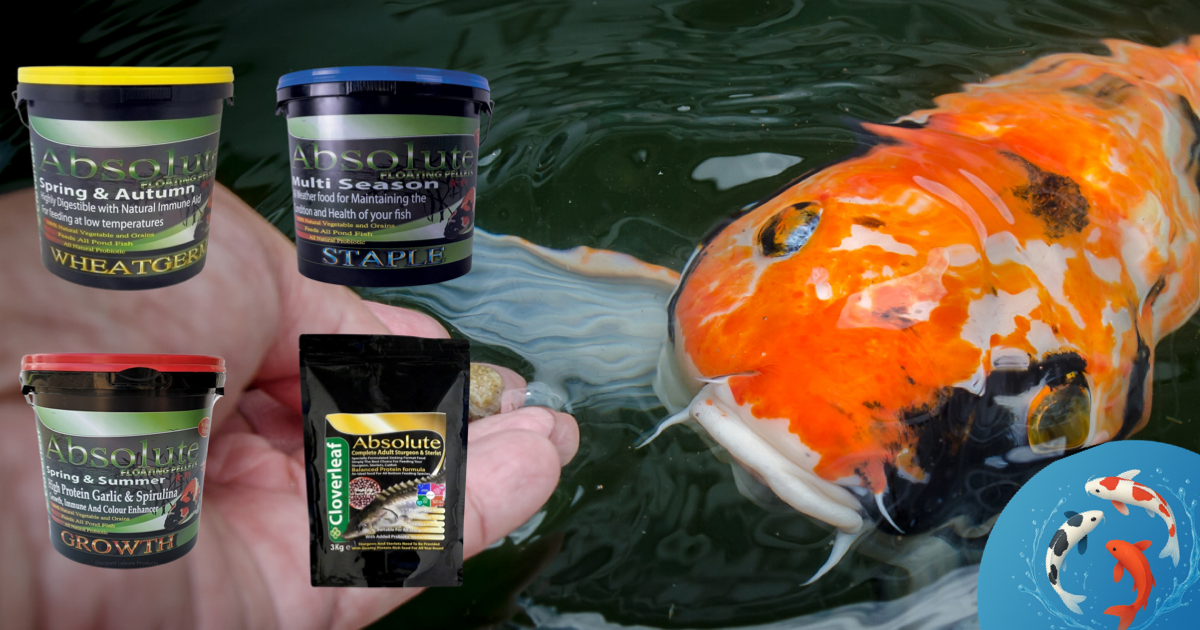 Top 5 Koi Foods for Rapid Growth (and Which to Avoid)