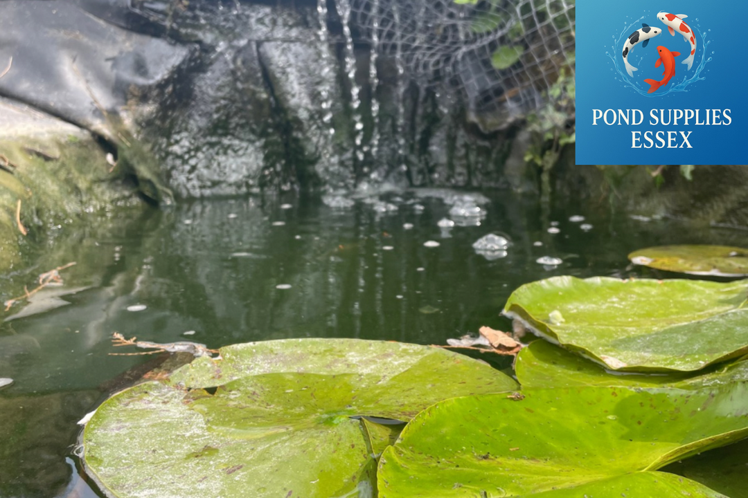 Is Your Pond Leaking – Or Is It Just Evaporation? ☀️💧