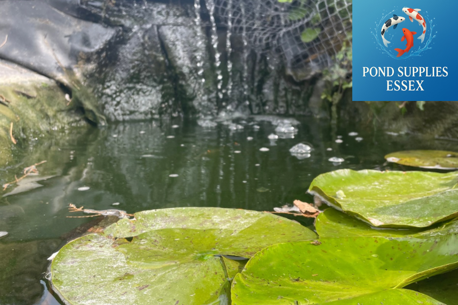 Green lily pads sitting on the surface of a healthy koi pond, alongside running water into the pond creating oxygen bubbles for the aquatic pets at Pond Supplies Essex