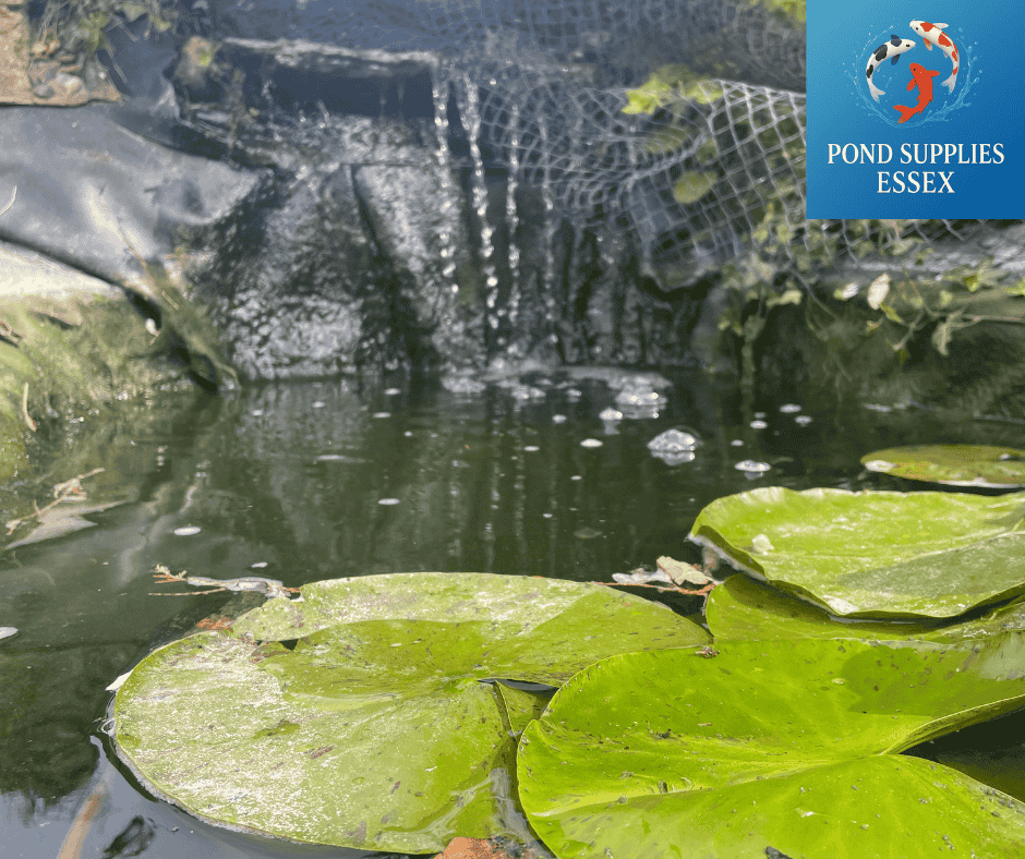 Is Your Pond Leaking – Or Is It Just Evaporation? ☀️💧