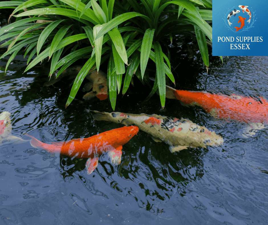 Why Your Pond Fish Might Be Hiding🐟 — And What You Can Do About It✅