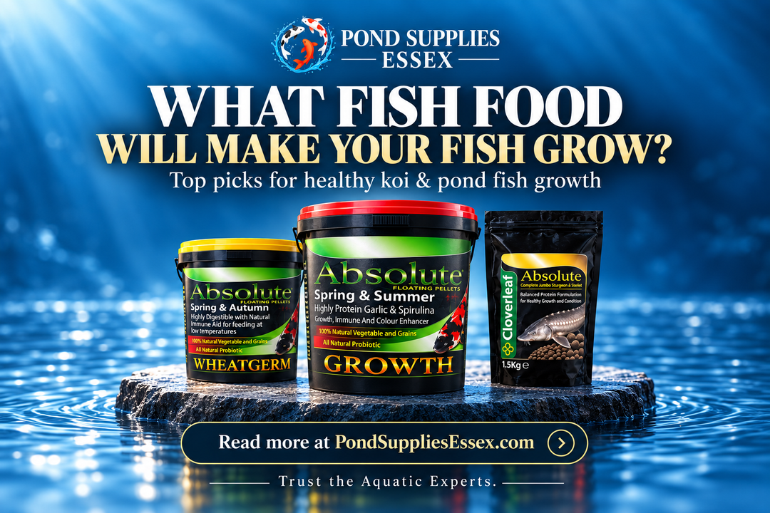 What Fish Food Makes Koi Grow Faster? Best Foods for Healthy Pond Fish Growth