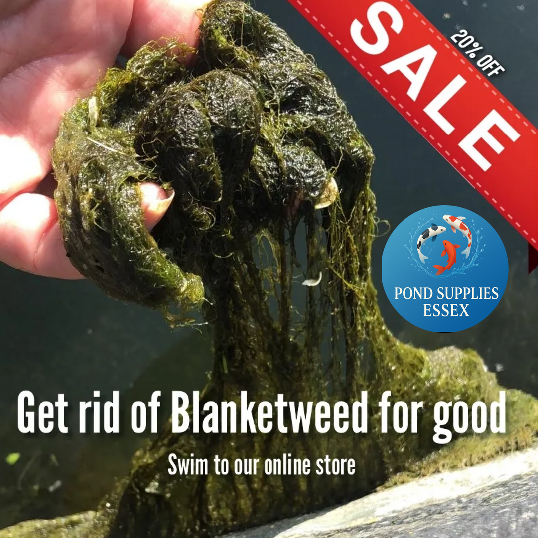 Say Goodbye to Blanketweed – 20% Off All Treatments!