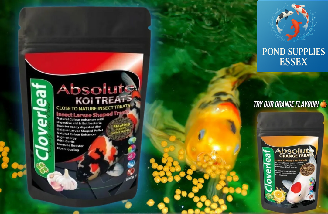 Boost Your Koi’s Health with Premium Treats!