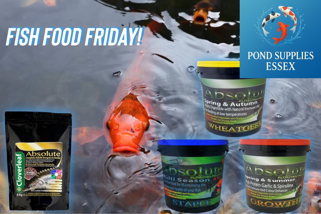 Premium Fish Food – Feed Your Pond the Right Way!