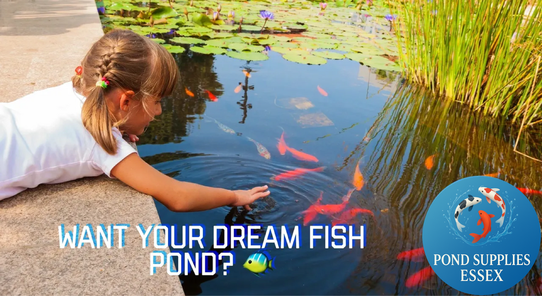 Build Your Dream Fish Pond with Pond Supplies Essex! 🐠