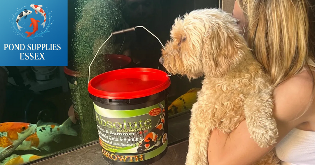 Feed Your Koi the Best This Season – Our Premium Pond Fish Food
