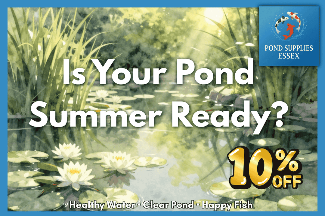 Is Your Pond Summer Ready? Essential Tips for a Clear, Healthy Pond
