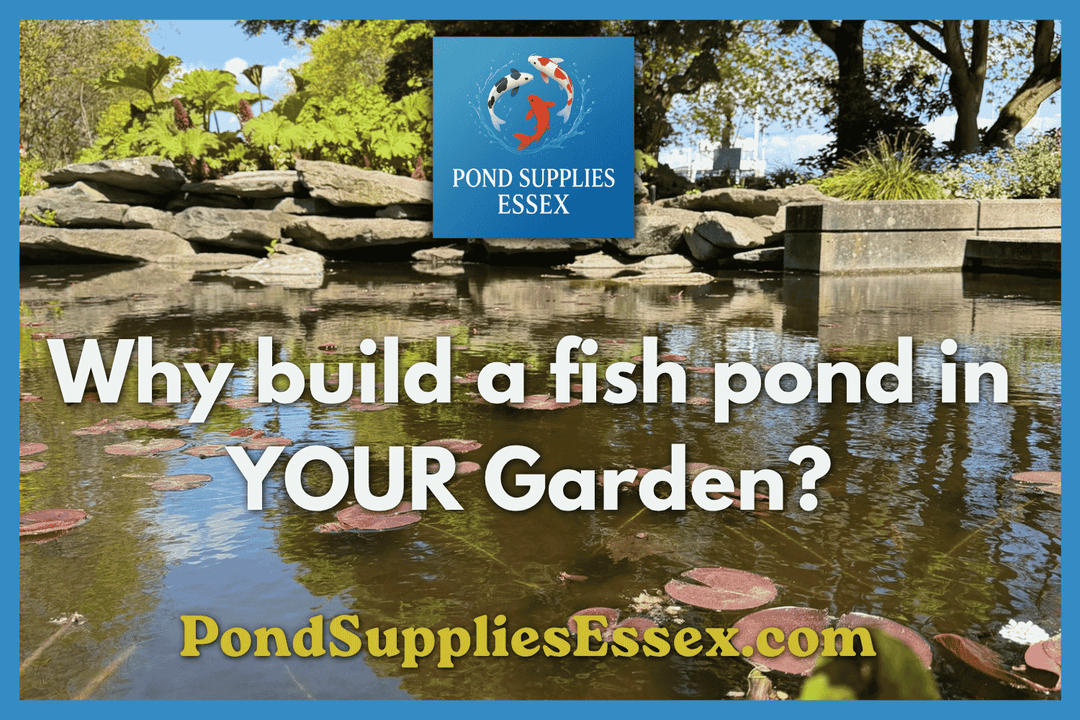 3 Key Benefits of Having a Garden Fish Pond