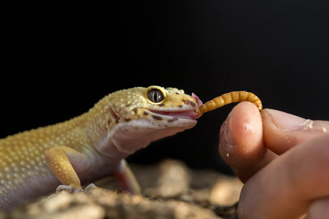 Reptile & Amphibian Foods