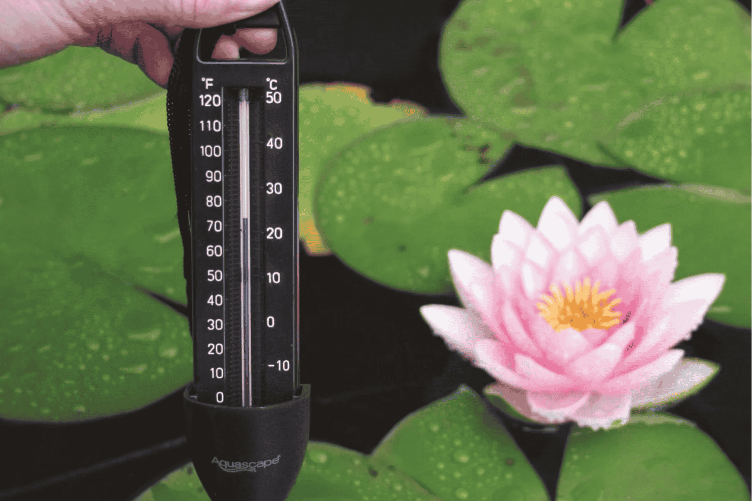 Thermometers