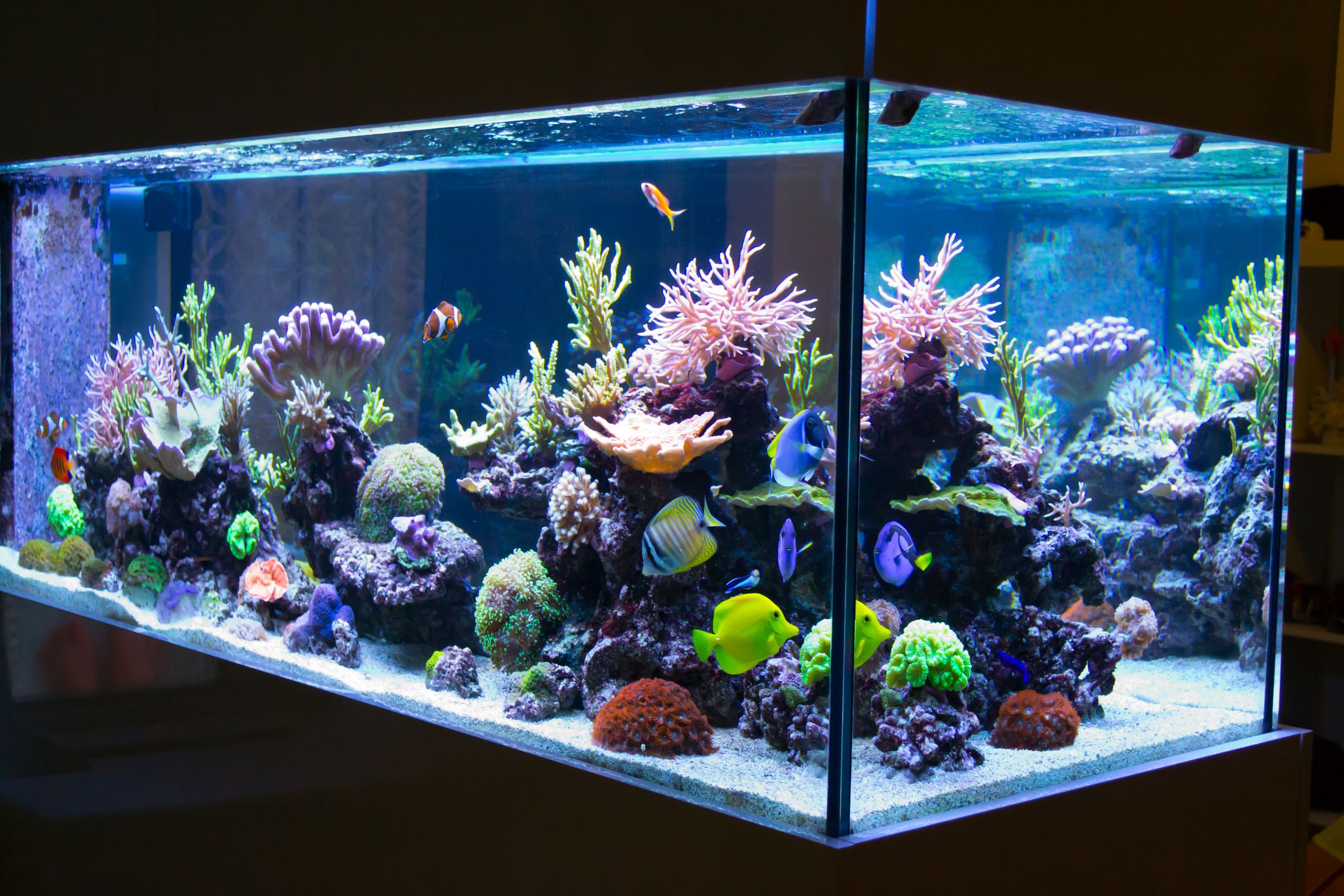 Aquarium Lighting
