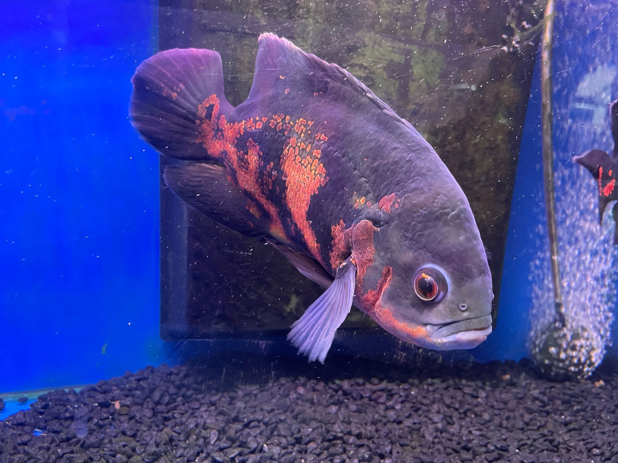 Aquarium Fish in fish tank , online pond supply store 