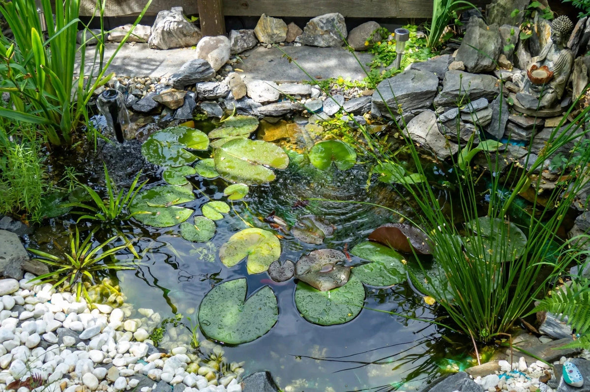 Small fish Pond + Lily pad img for courosel home page 