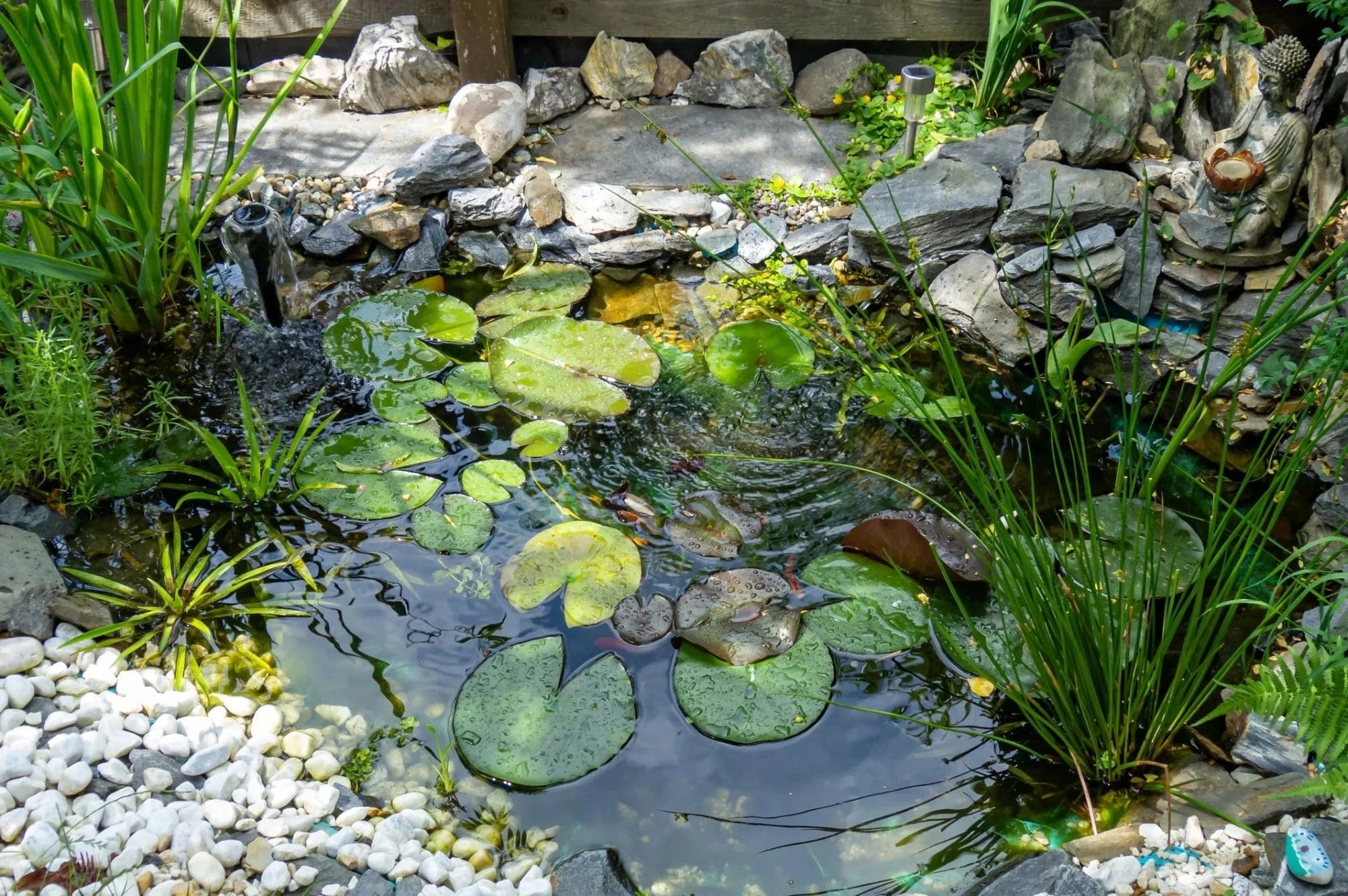 Small fish Pond + Lily pad img for courosel home page 